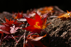 いつまでも美しくありたい^^