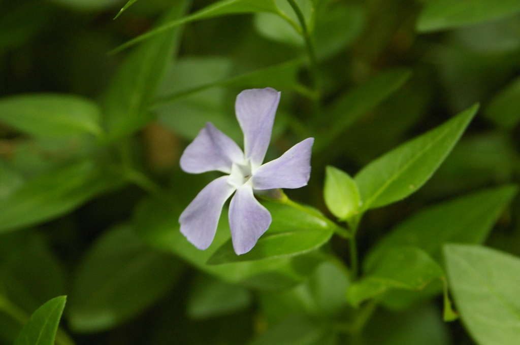 ツルニチニチソウ