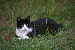 おはようニャン＾＾