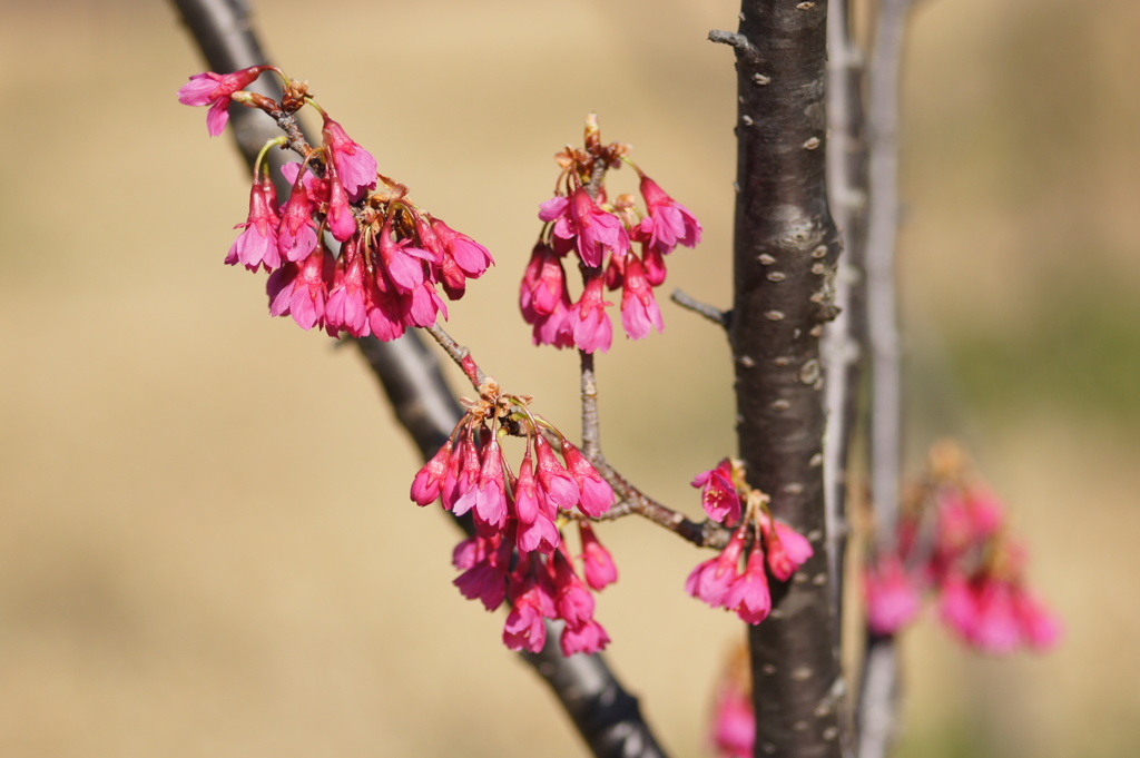 寒緋桜