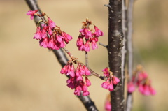 寒緋桜