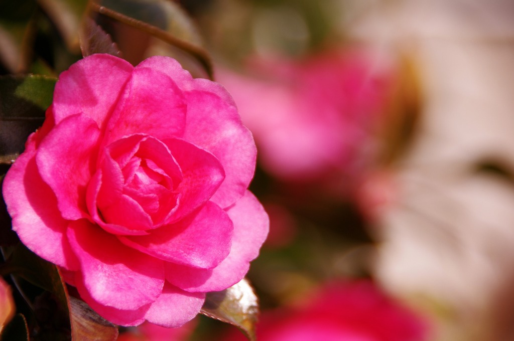 山茶花