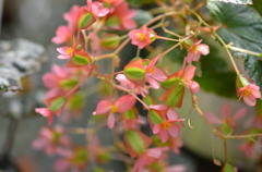 木立性ベゴニア　線香花火