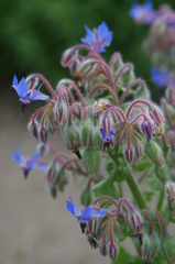 名古屋市農業センターにて　