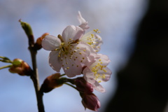 支那実桜
