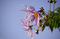 見下ろすように咲く^^