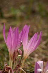 名古屋市農業センターにて　