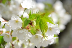 大島桜
