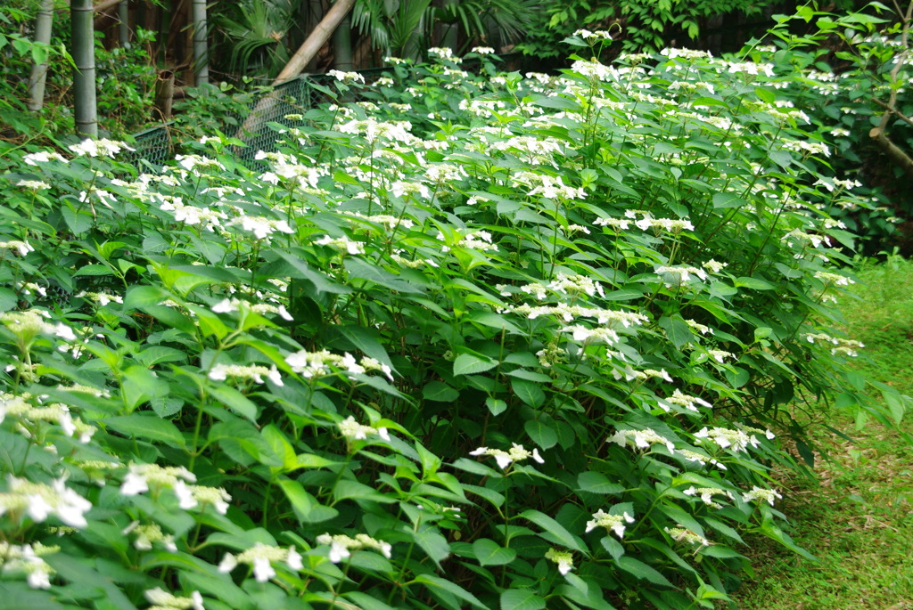 咲き始めました