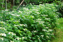 咲き始めました