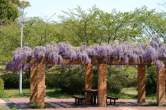 藤棚