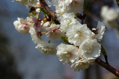 冬桜