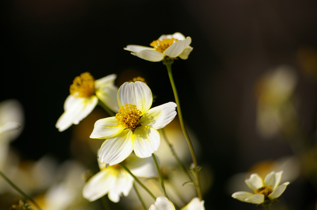 ウィンターコスモス