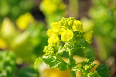 菜の花