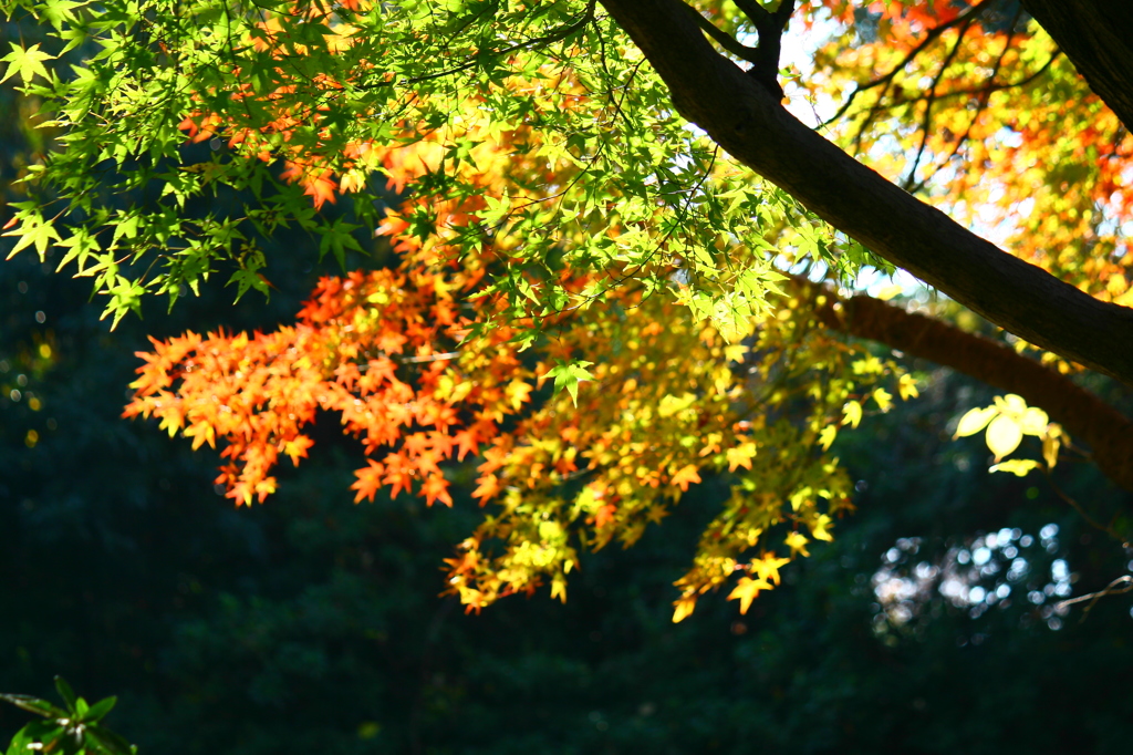大高緑地公園にて