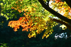 大高緑地公園にて