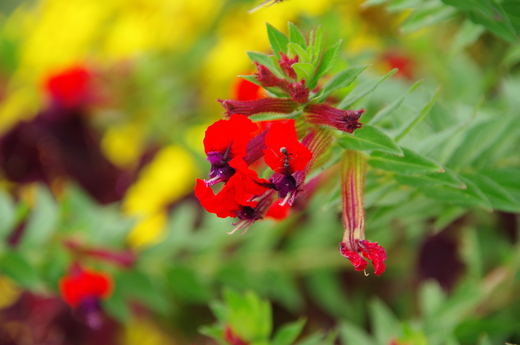 名古屋市農業センターにて　