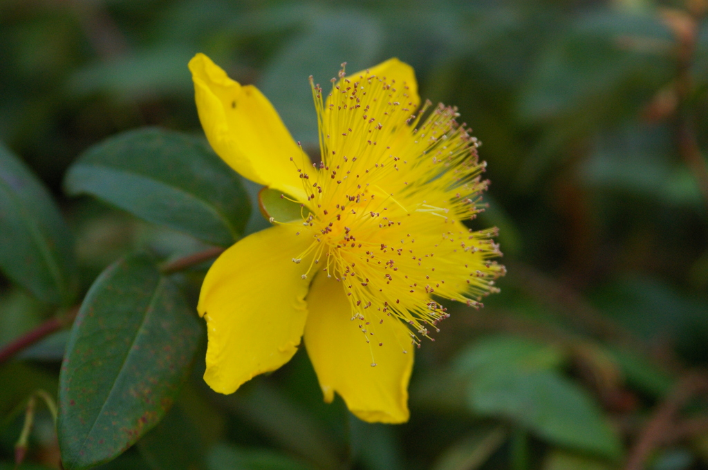 ヒペリカム・カリシナム