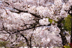 春爛漫