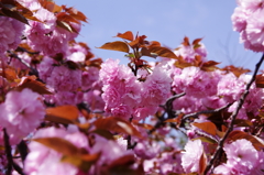八重桜