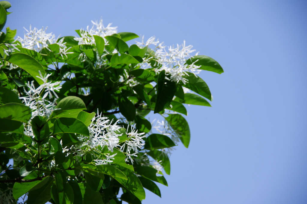 ナンジャモンジャ