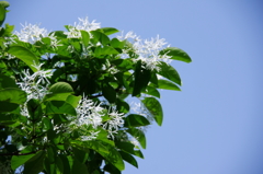 ナンジャモンジャ