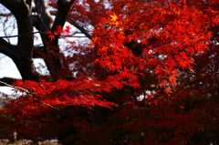 秋を探しに＾＾