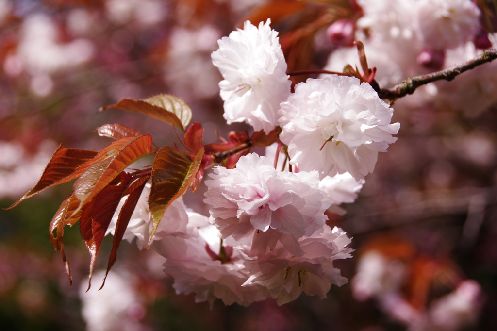 八重桜