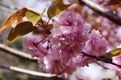 八重桜