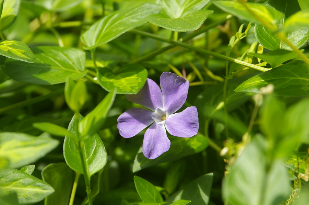 ツルニチニチソウ