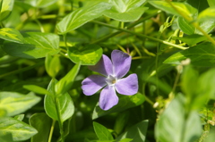 ツルニチニチソウ