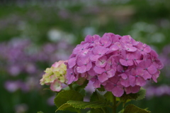 紫陽花