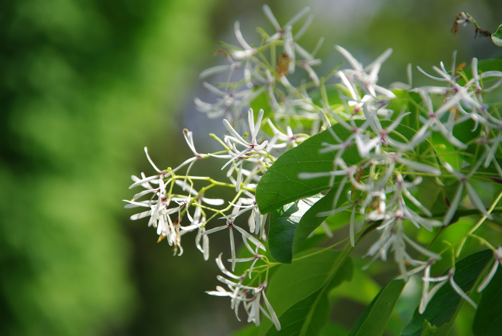 ナンジャモンジャ