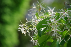 ナンジャモンジャ