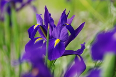 ダッチアイリス