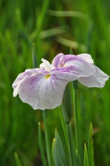 大高緑地公園にて　５月２７日 057