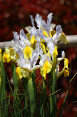 名古屋市農業センターにて　