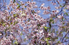 枝垂れ桜
