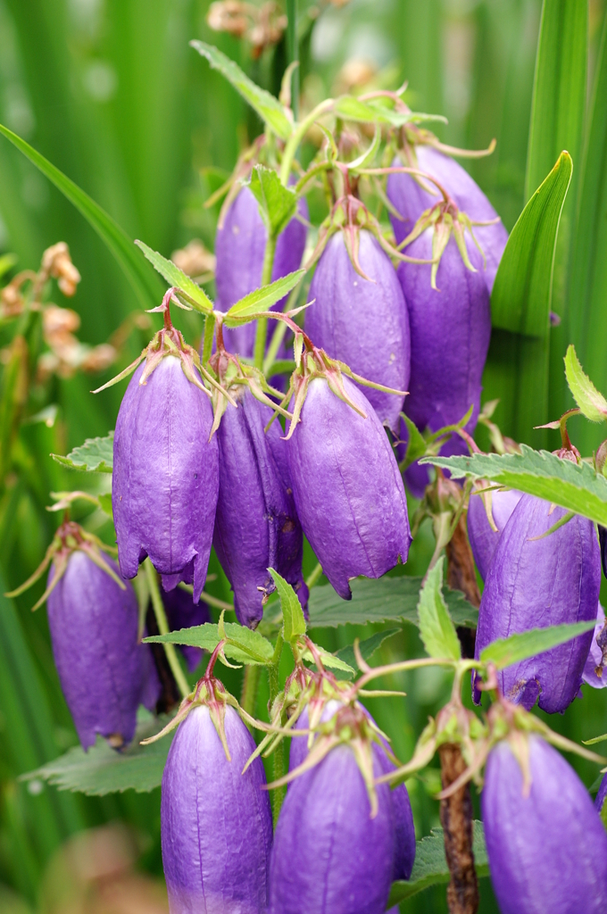 カンパニュラ・サラストロ