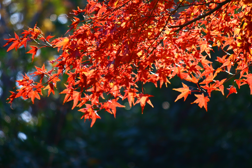 初冬を迎えて^^