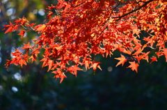 初冬を迎えて^^