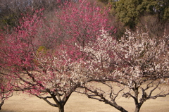 大高緑地公園にて
