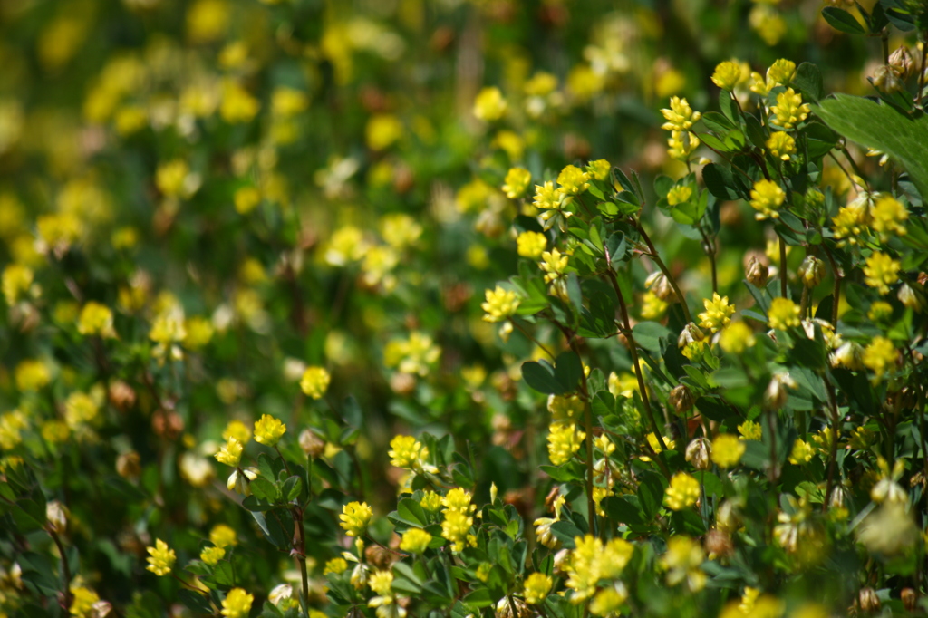 名古屋市農業センターにて　