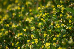 名古屋市農業センターにて　