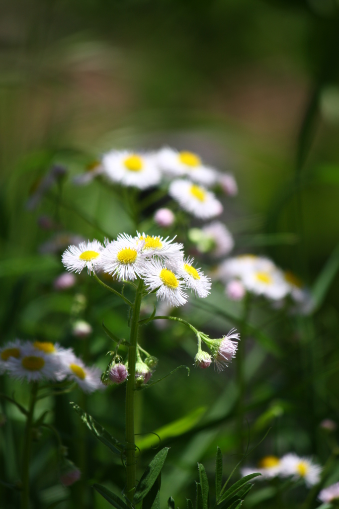 私だって綺麗に咲きたい＾＾