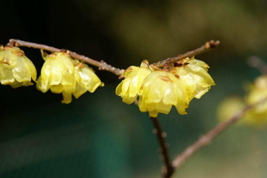 名古屋市農業センターにて