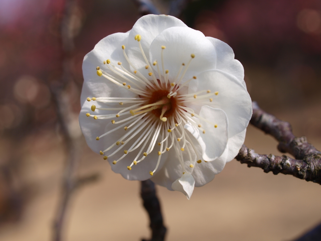 大高緑地公園にて