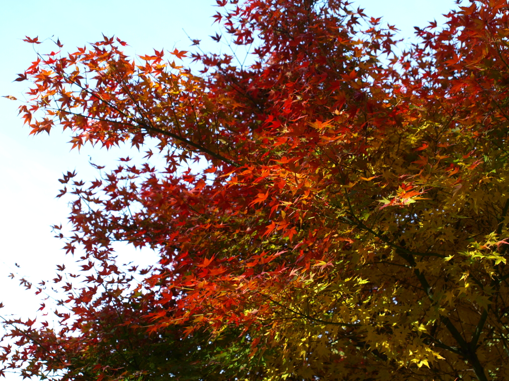 黄色から紅へ