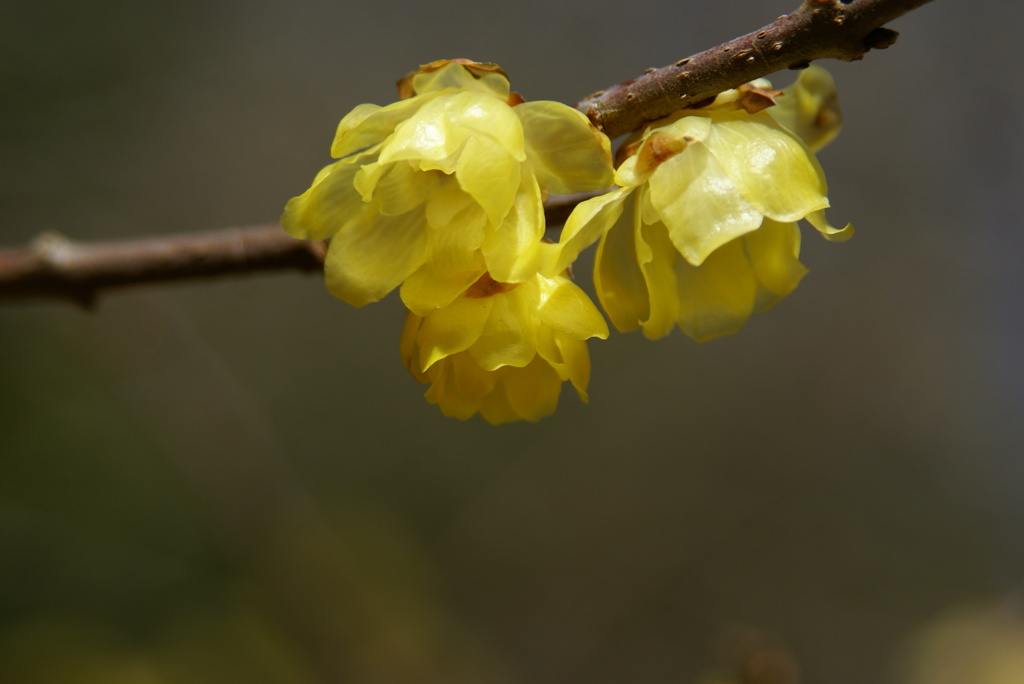 名古屋市農業センターにて