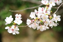染井吉野